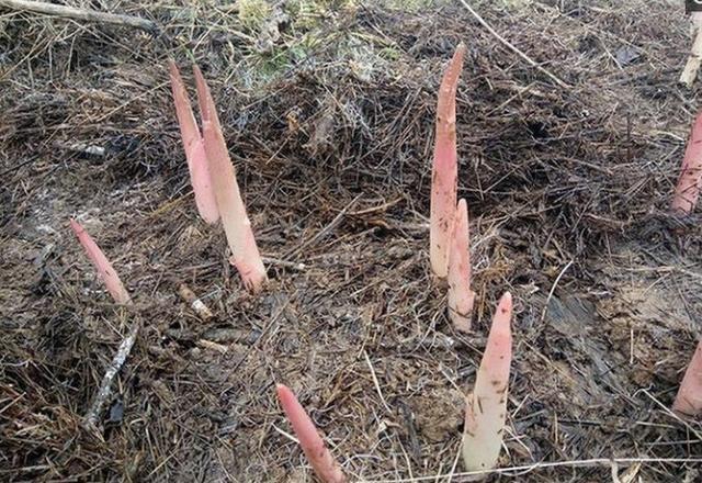 农村稻草堆里长出的珍奇蔬菜，很多城里人都还没见过