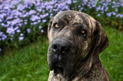 ​大沥沙皮狗又型又威！风靡全球，以后还有身份证！ 大沥沙皮狗多少钱一只