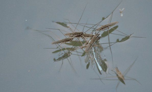 水马是什么东西图片,农村水田里常见的昆虫图3