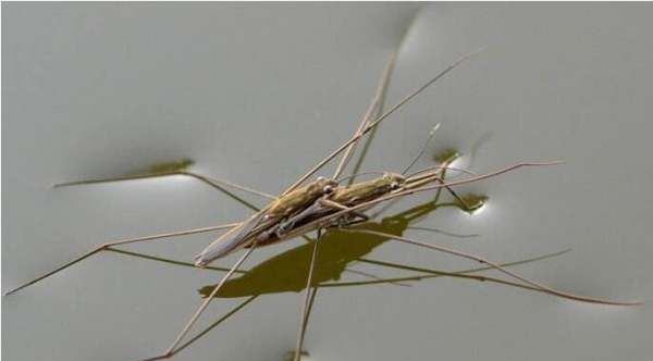 水马是什么东西图片,农村水田里常见的昆虫图1