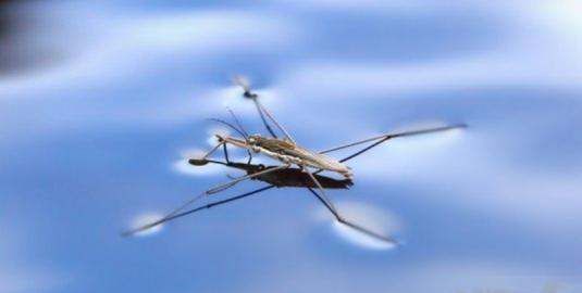 水马是什么东西图片,农村水田里常见的昆虫图4