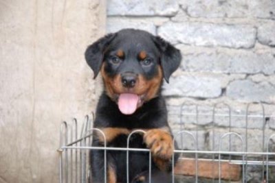 ​吉娃娃好养吗？吉娃娃犬怎么样？