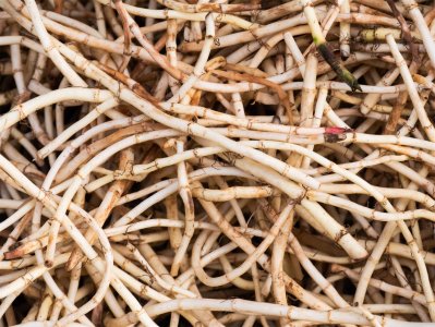 ​鱼腥草的功效，鱼腥草能吃吗