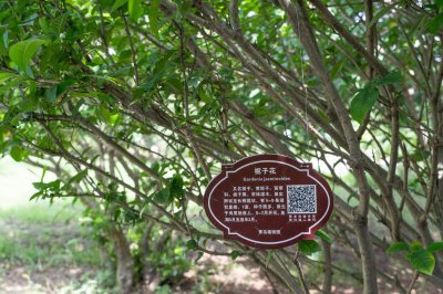 ​栀子花刚买回来怎么养