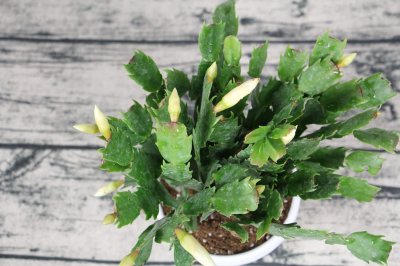 ​蟹爪兰每盆栽几棵比较合适，为什么不能多栽？