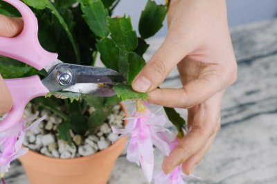 ​蟹爪兰几月换盆好