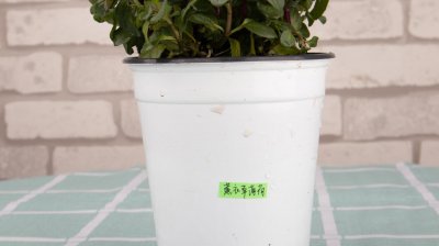 ​薄荷怎么养长得旺