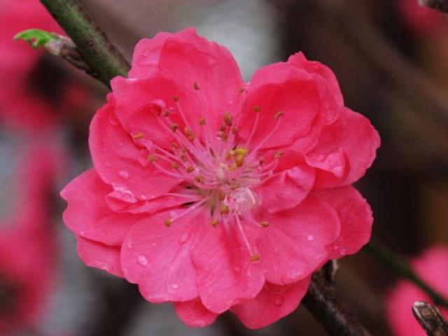 桃花诗词名句（整理十首赞美桃花的古诗）(4)