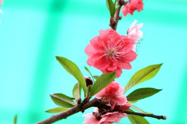 桃花诗词名句（整理十首赞美桃花的古诗）(3)