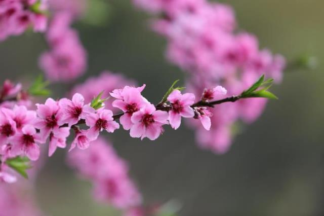 桃花诗词名句（整理十首赞美桃花的古诗）(5)