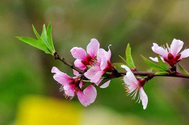 桃花诗词名句（整理十首赞美桃花的古诗）(6)