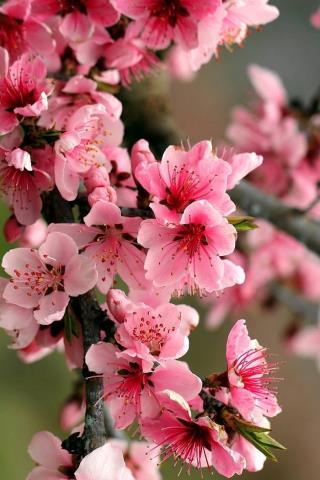 桃花诗词名句（整理十首赞美桃花的古诗）(7)