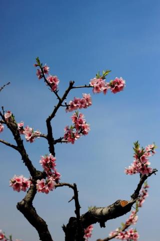 桃花诗词名句（整理十首赞美桃花的古诗）(10)