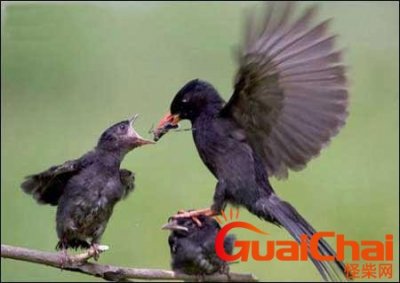 ​乌鸦反哺科学依据？乌鸦反哺体现什么起源说？