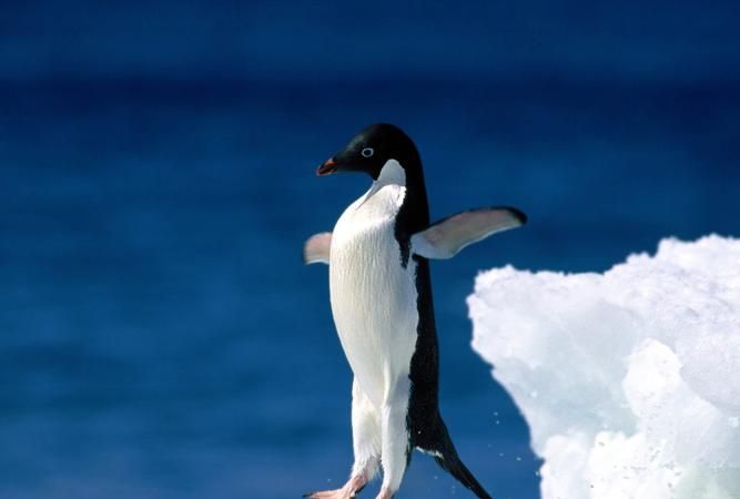 企鹅的羽毛有多厚