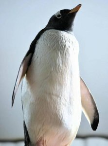 ​企鹅有羽毛吗，企鹅身上的羽毛是什么样子的？