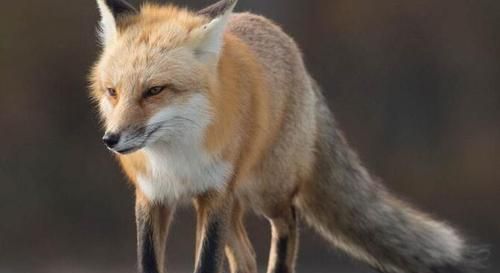 狐狸的尾巴有什么用