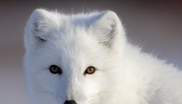 狐狸的尾巴有什么作用，狐狸的尾巴有什么用？图2