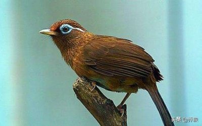 ​一鸟害七命的故事（《喻世明言之一鸟七命》：一只画眉鸟害七条人命，警告世人