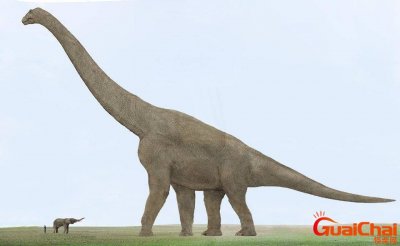 ​巴塔哥巨龙有多大？巴塔哥巨龙和阿根廷龙