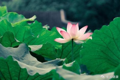 ​壹邦健康知识：小暑节气怎么养生？