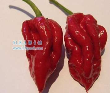 ​印度鬼椒有多辣 龙息辣椒是全世界最辣的辣椒