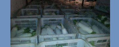 ​白萝卜怎么保存能保鲜 白萝卜怎么保存过冬