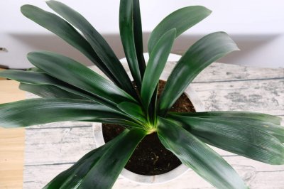 ​君子兰浇水多了怎么办，叶子发黄是什么原因