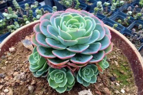 玉蝶多肉为什么要用黄土(图3)