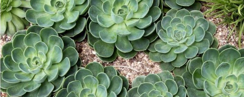 玉蝶多肉为什么要用黄土(图1)