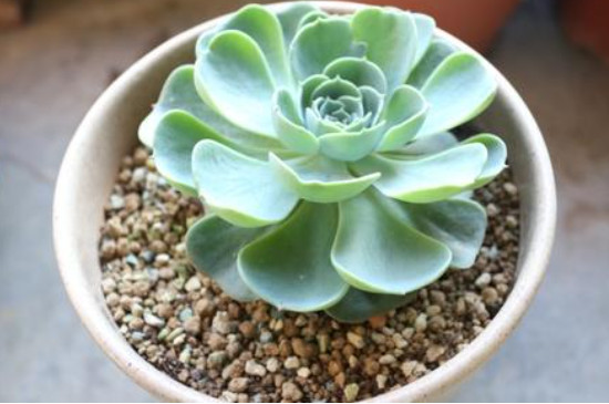 玉蝶多肉为什么要用黄土(图4)