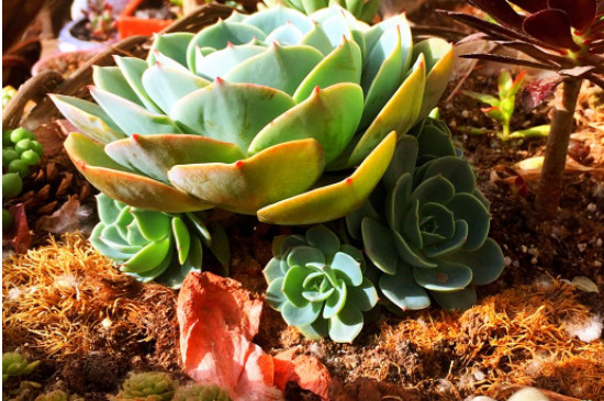 玉蝶多肉为什么要用黄土(图2)