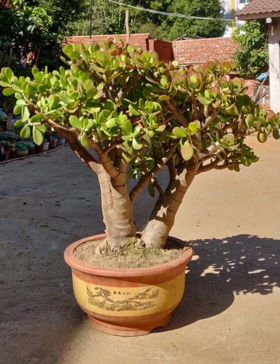 什么花代表好运到来（世界上最吉利好运的花）