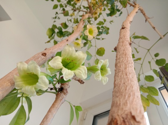 什么花代表好运到来（世界上最吉利好运的花）