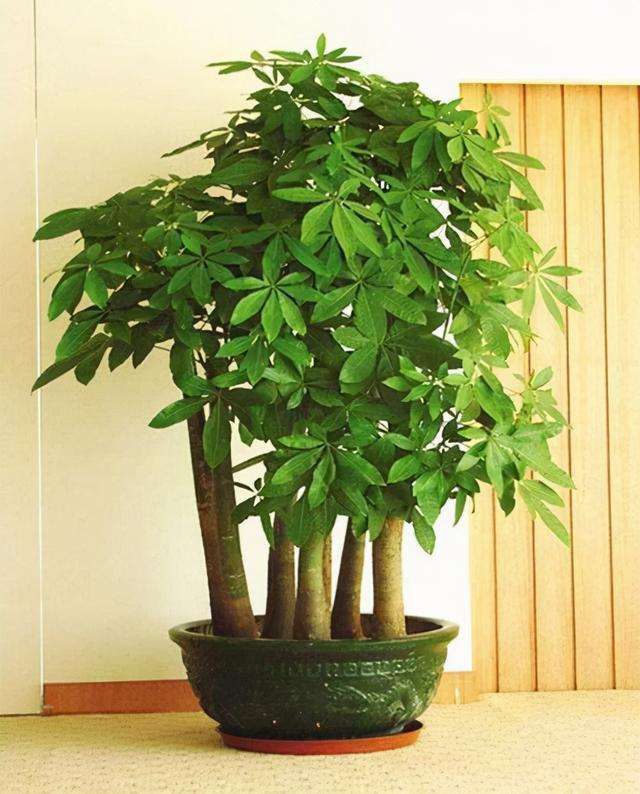 什么花代表好运到来（世界上最吉利好运的花）