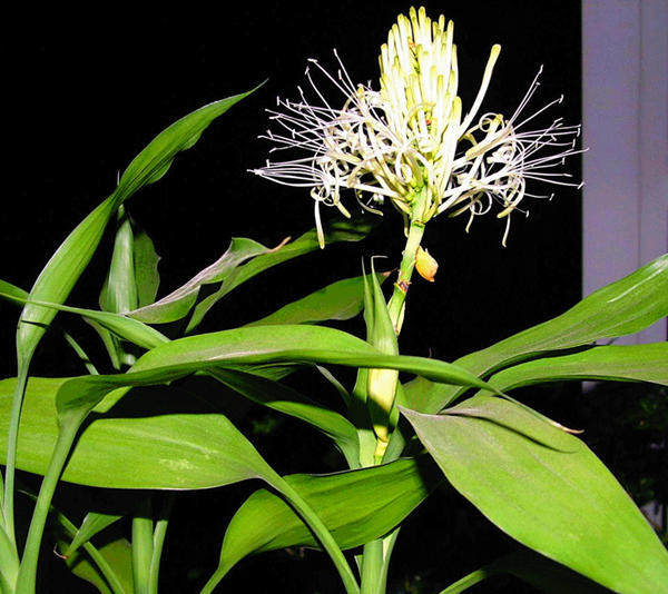 什么花代表好运到来（世界上最吉利好运的花）