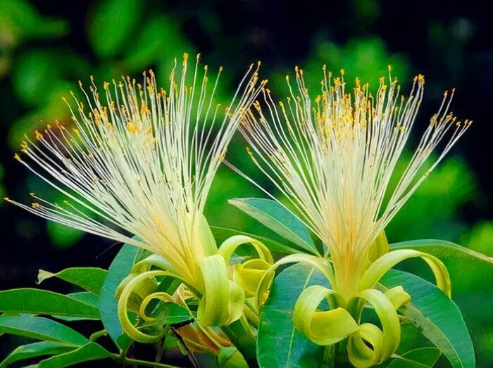 什么花代表好运到来（世界上最吉利好运的花）