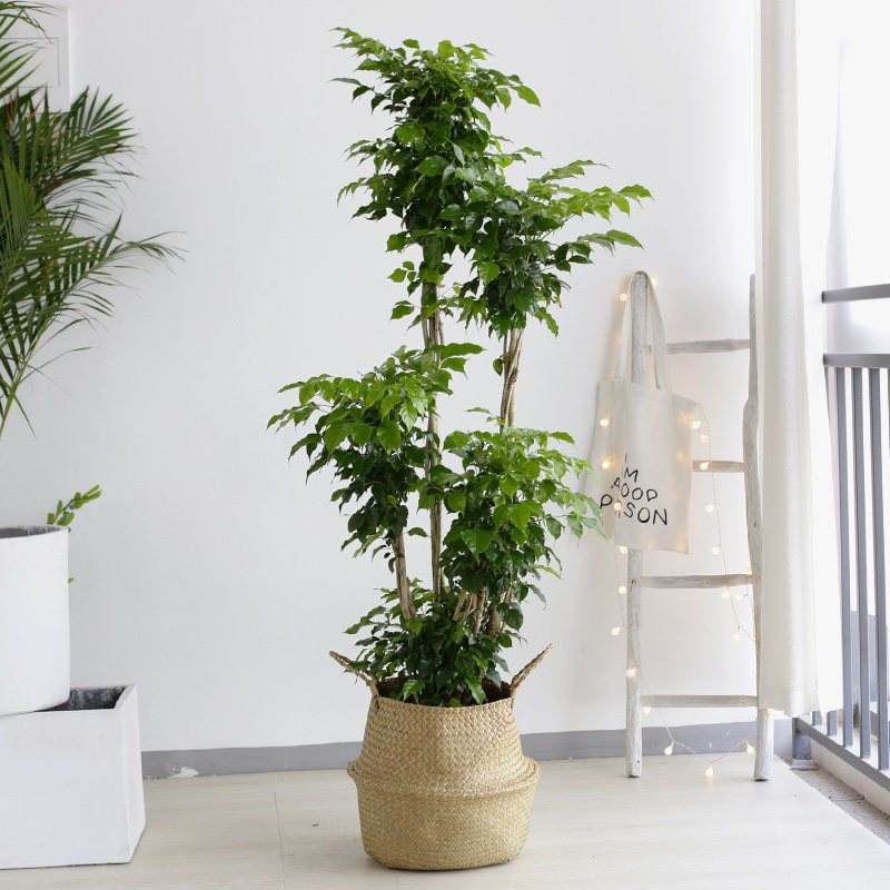 什么花代表好运到来（世界上最吉利好运的花）