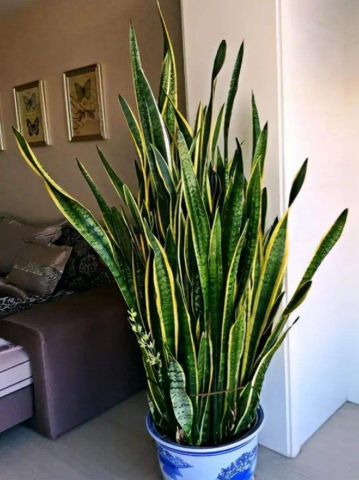 什么花代表好运到来（世界上最吉利好运的花）