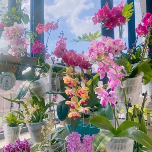 ​什么花代表好运到来（世界上最吉利好运的花）