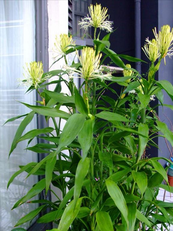 什么花代表好运到来（世界上最吉利好运的花）