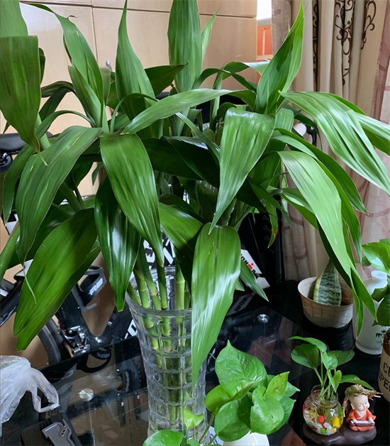 什么花代表好运到来（世界上最吉利好运的花）