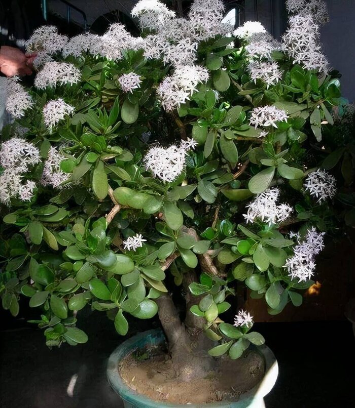 什么花代表好运到来（世界上最吉利好运的花）