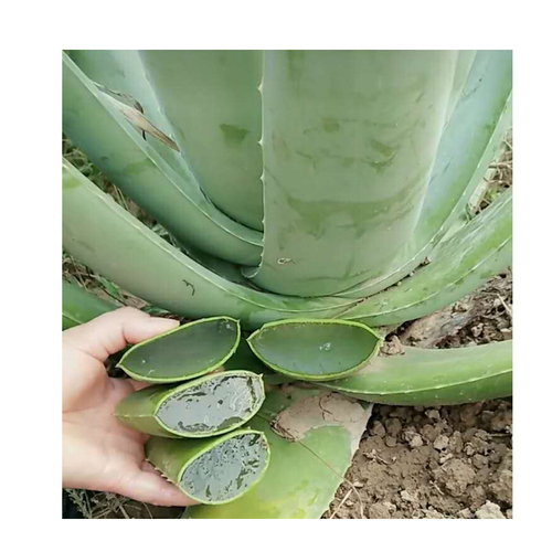 什么花代表好运到来（世界上最吉利好运的花）