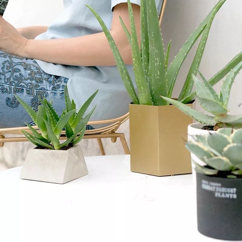 什么花代表好运到来（世界上最吉利好运的花）