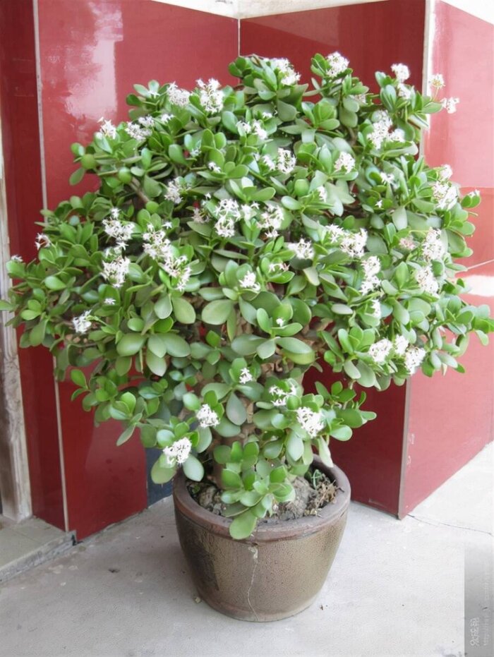 什么花代表好运到来（世界上最吉利好运的花）