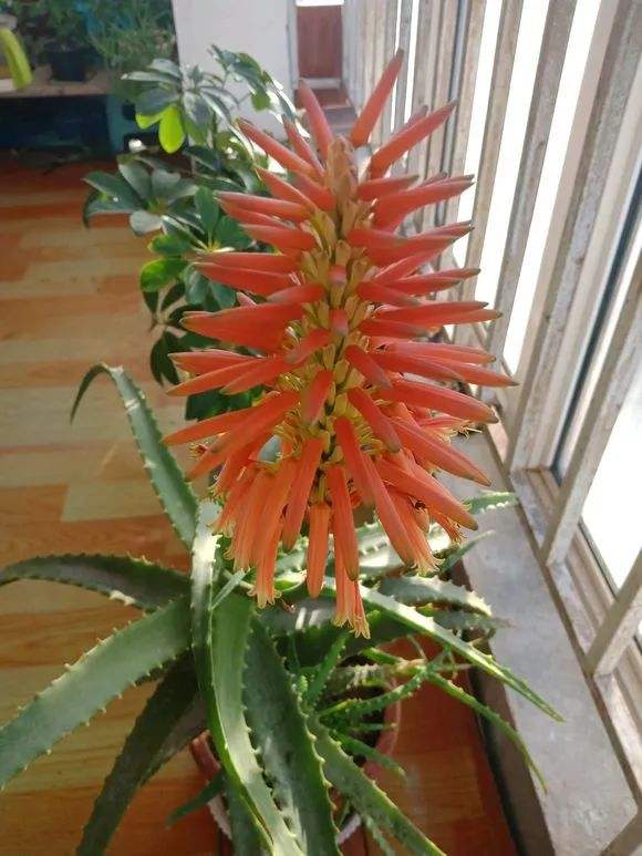 什么花代表好运到来（世界上最吉利好运的花）