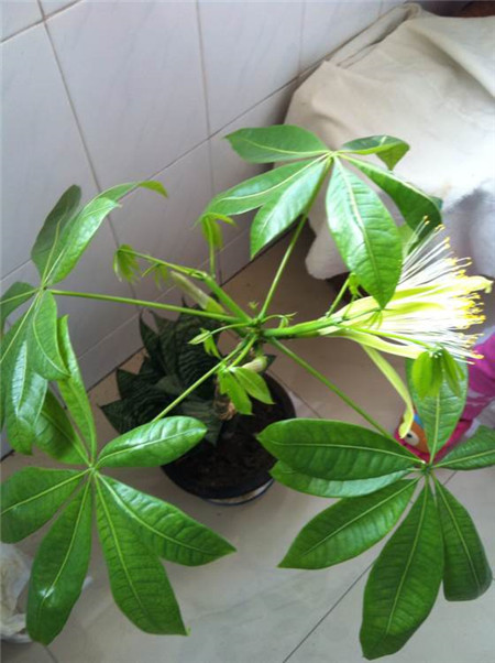 什么花代表好运到来（世界上最吉利好运的花）