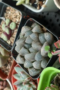 ​玉露闷养方法，闷养多久可以见效