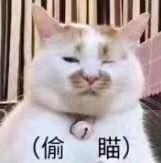 一组超级萌的猫咪萌宠表情包